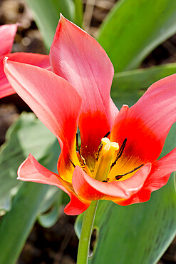 Greig tulip 'Toronto' in bloom in a garden