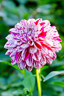 Dahlia 'Lajkonik' in bloom in a garden *** Local Caption *** Reg. : (POL) 2008