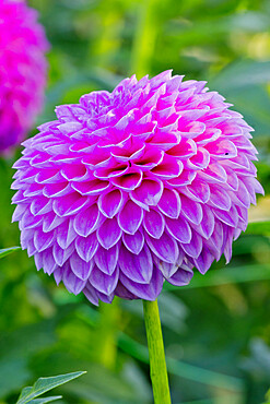 Dahlia 'Loretta' in bloom in a garden *** Local Caption *** Reg. : Geerlings (NDL) 1996