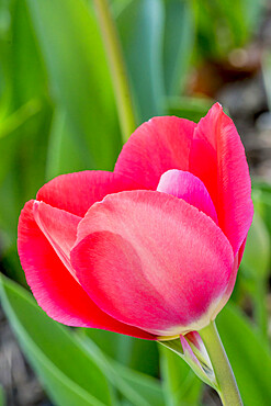 Tulip 'Van Eijk' in bloom in a garden