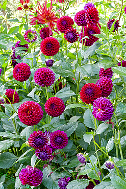 Dahlia 'Anka' in bloom in a garden *** Local Caption *** Reg. : Legutko (POL)