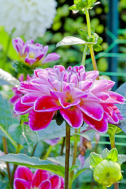 Dahlia 'Fancy' in bloom in a garden *** Local Caption *** Reg. : Largant (FRA) 2001