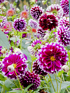 Dahlia 'Edimbourg' in bloom in a garden *** Local Caption *** Reg. : Dobbie (GBR) 1950