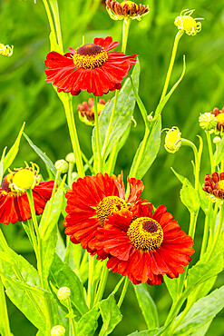 Helenium 'Rubinzweig'