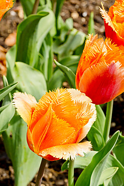 Tulip 'Valbella' in bloom in a garden