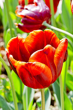 Tulip 'Abu Hassan' in bloom in a garden