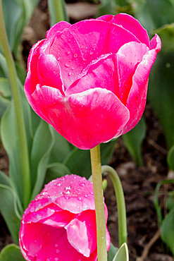 Tulip 'Carola' in bloom in a garden