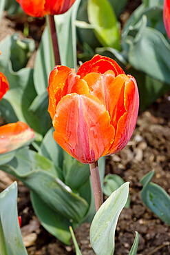 Tulip 'Hermitage' in bloom in a garden