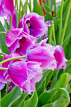 Tulips 'Traveler' in bloom in a garden