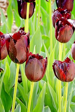 Tulip 'Cuban Night' in bloom in a garden