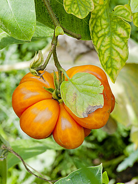 Tomate du Voyageur (Solanum lycopersicum)