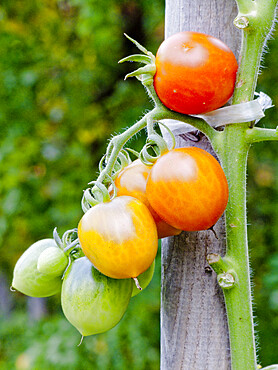 Tomate 'Docteur Carolyn'