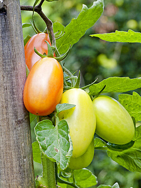 Tomate 'Chicco'