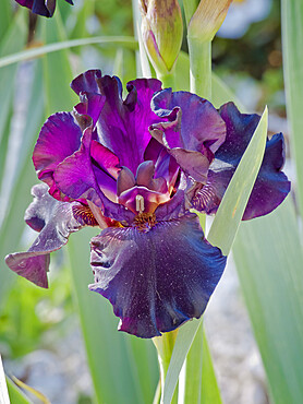 Iris Germanica 'Black is Black' Breeder : Schreiner 2010