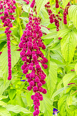 Amaranthus caudatus 'Pony Tails'