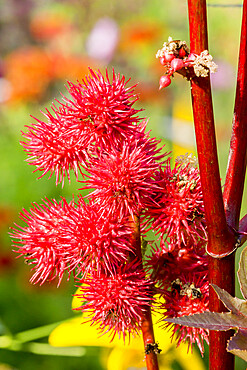 Ricinus communis 'Red Spire'