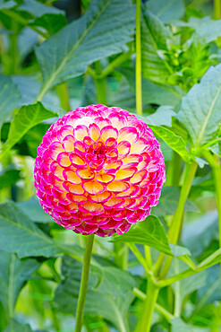 Dahlia 'Hapet Vino' in bloom in a garden *** Local Caption *** Reg, : Haslhofer (Autriche) 2005