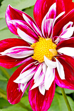 Dahlia 'La Cierva' in bloom in a garden *** Local Caption *** Reg. : Entrup (GER) 1939