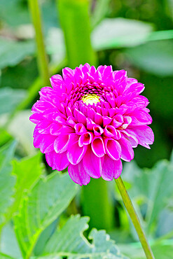 Dahlia 'Franz Kafka' in bloom in a garden *** Local Caption *** Reg. : Maarse (NDL) 1974