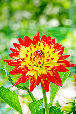 Dahlia 'Isadora' in bloom in a garden *** Local Caption *** Reg. : Gryson (BEL) 2002