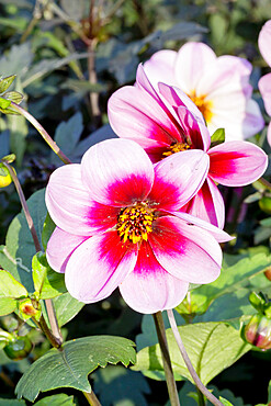 Dahlia 'Emilie' in bloom in a garden