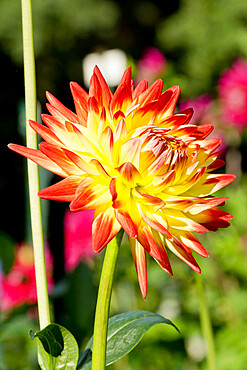 Dahlia 'Isadora' in bloom in a garden *** Local Caption *** Reg. : Gryson (BEL) 2002