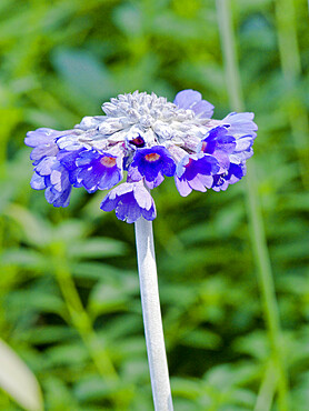 Primula capitata