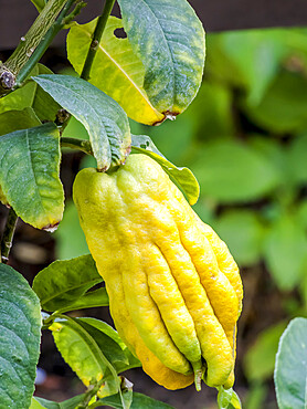 Citrus medica var. digitata