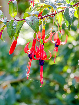 Fuchsia magellanica 'Riccartonii'