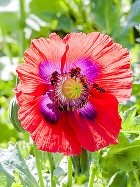 Papaver rhoeas