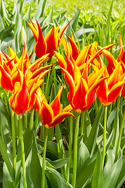 Tulip 'Fly Away' in bloom in a garden