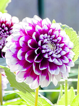 Dahlia 'Milk Shake' Turc (FRA) 2009