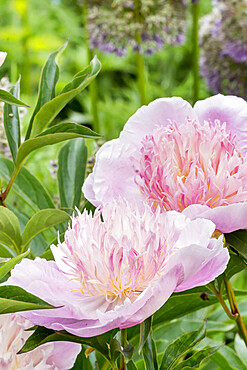 Peony 'Opal Hamilton' in bloom in a garden *** Local Caption *** Breeder : Nicholls 1957