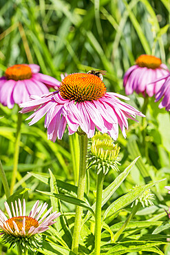 Echinacea purpurea 'Feeling Pink'