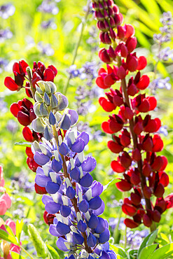 Lupinus polyphyllus