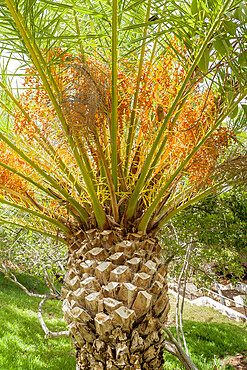 Phoenix canariensis