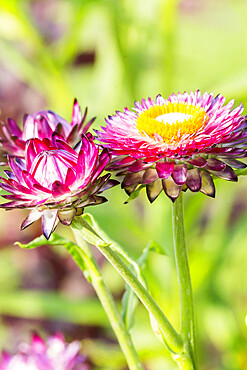 Helichrysum bracteata 'Flore Pleno Rose'