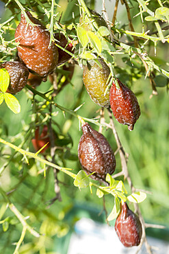 Citrus australasica