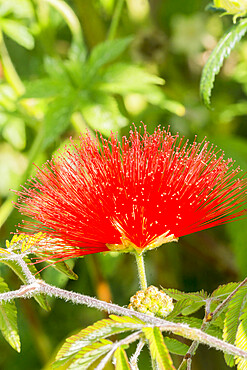 Calliandra tweedii