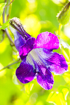 Maurandya barclayana 'Angel Blue'