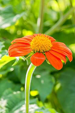 Tithonia rotundifolia 'Torch'