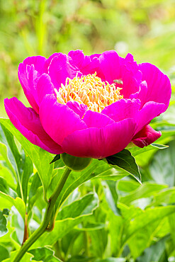 Peony 'Mikado' in bloom in a garden *** Local Caption *** Breeder : Petersen 1893