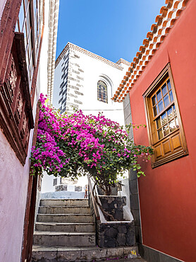 Bougainvillea, Garachico, Tenerife, Islas Canarias, Espagne