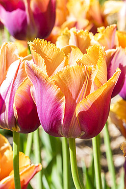 Tulip 'Valbella' in bloom in a garden