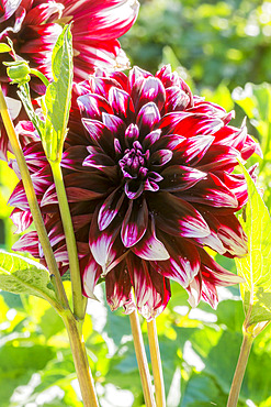 Dahlia 'Contraste' Breeder : Chevalier (FRA) 1950