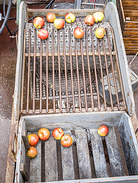 Calibreuse ancienne de pommes