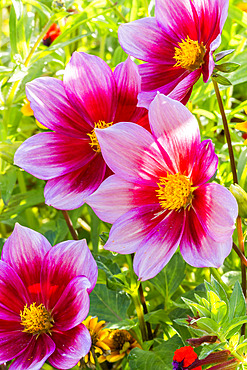 Dahlia ?Heroïne' Breeder : Turc (FRA)