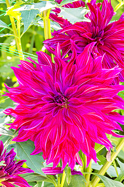 Dahlia 'Bangkok' Breeder : Delbard (FRA° 2005