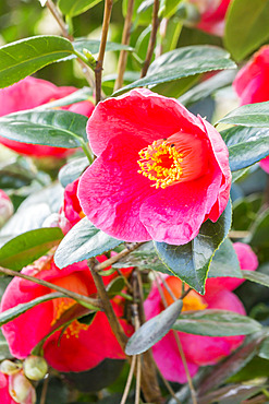 Camellia japonica 'Jean Laborey' (USA) 1985