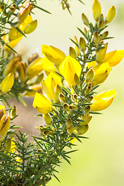 Ulex europaeus